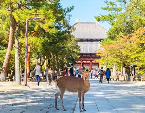 奈良選ばれる理由